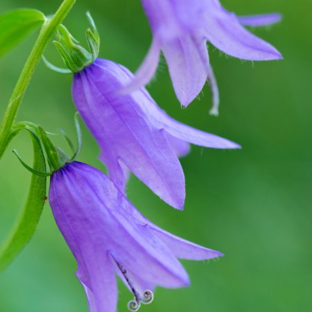 АРОМАТ ЗА СВЕЩИ / САПУНИ И ДИФУЗЕРИ  - СИНЯ КАМБАНА 30мл.